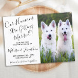 Modern Photo Personalized Dogs Photo Pet Wedding Save The Date<br><div class="desc">Let your Best Dogs or dog and cat announce your wedding with this super cute 'Our Humans Are Getting Married' pet dog save the date cards. Customize with your favourite photo, and personalize with names, date, and wedding location. COPYRIGHT © 2020 Judy Burrows, Black Dog Art - All Rights Reserved....</div>