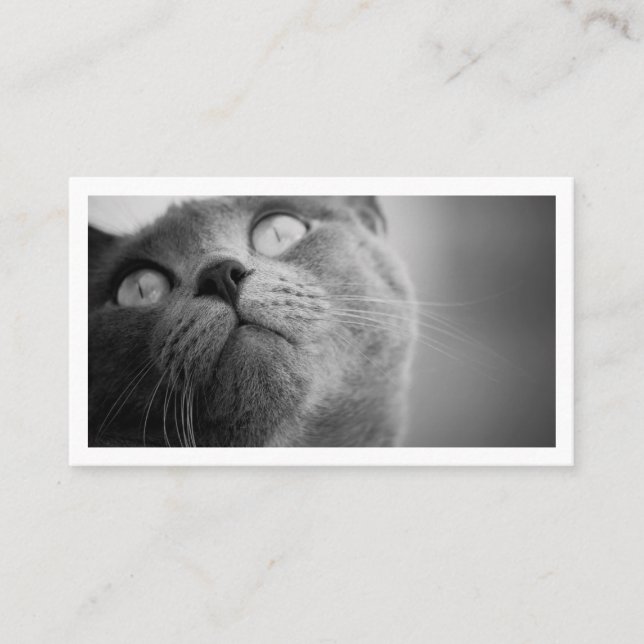 Modern Simple Pet Sitter  Business Card (Front)