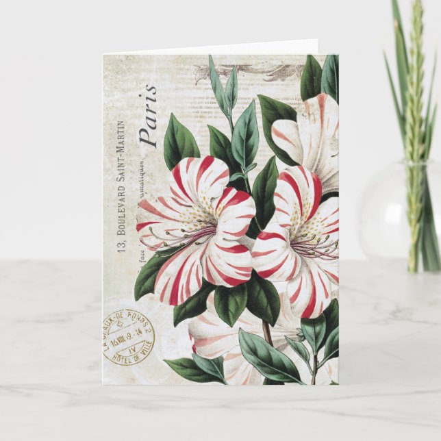 modern vintage french amarylis holiday card (Front)