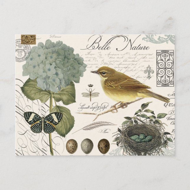 modern vintage French bird and nest Postcard (Front)