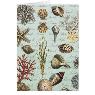 Modern Vintage Seashells