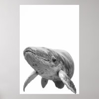 Modern Whale Portrait black white  