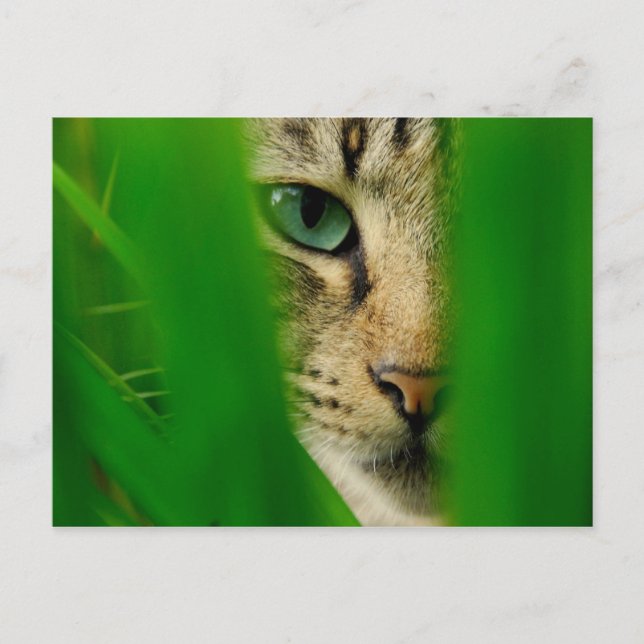 Moggy Playing Jungle Postcard (Front)