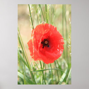 Mohn 2012 11 poster