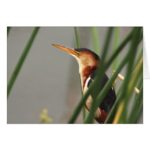 Moindre butor étoilé