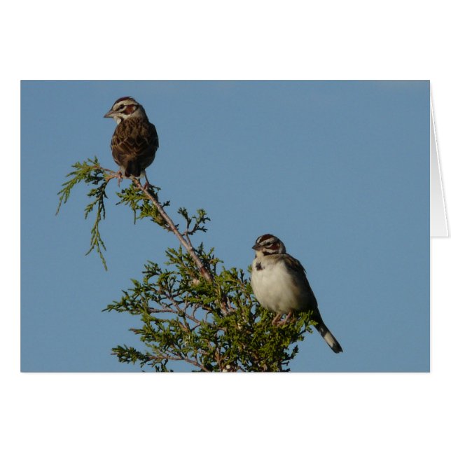Moineau d'alouette (Devant horizontal)