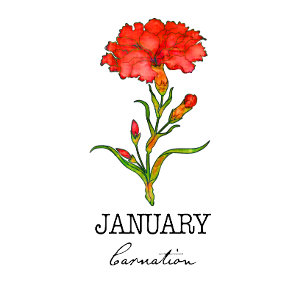 Mois de naissance Janvier Flower Carnation Sweat -