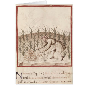 Moisson de l'ail