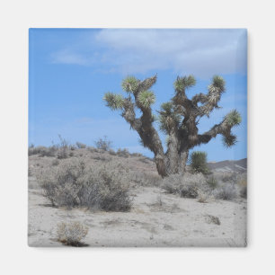 Mojave Desert Magnet