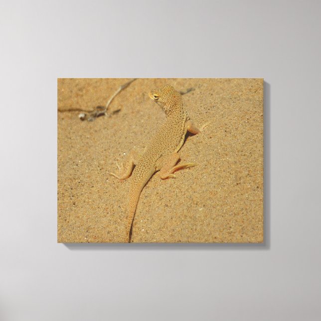 Mojave Fringe-Toed Lizard Canvas Print (Front)