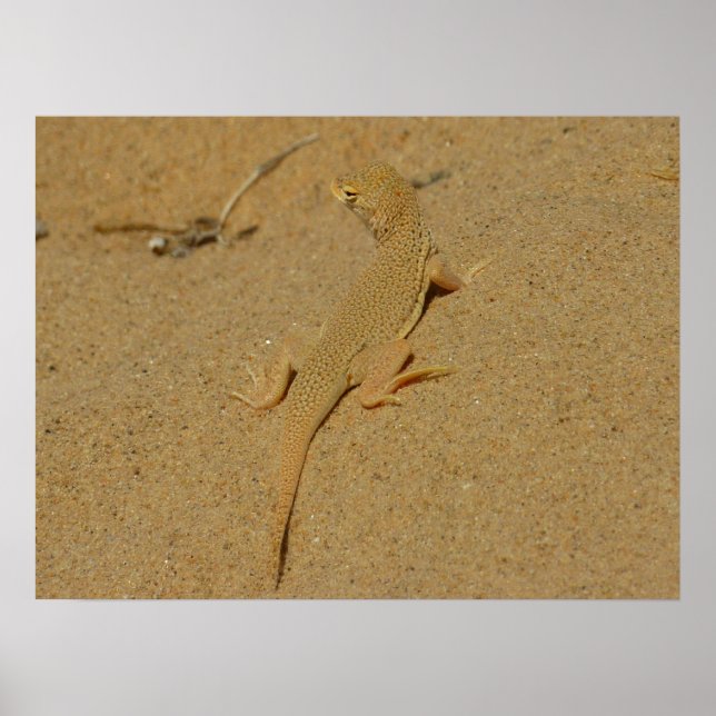 Mojave Fringe-Toed Lizard Poster (Front)