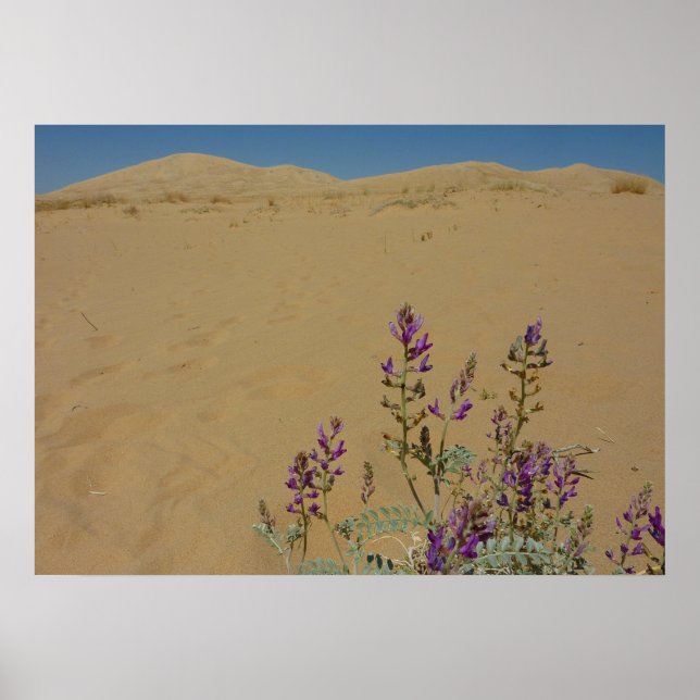 Mojave Indigo Bush and Kelso Dunes Poster (Front)