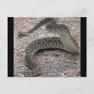 Mojave Rattlesnake Postcard
