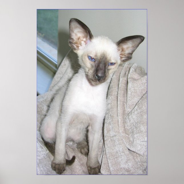 Mojave the Great Poster (Front)