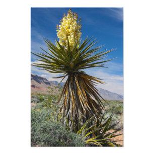 Mojave yucca blooming in the desert near Las Vegas Photo Print