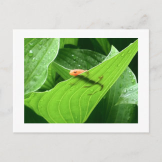 Mojo's Little Red Eft Postcard