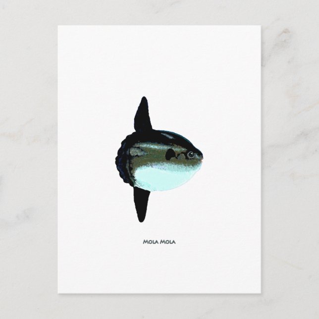 Mola Mola Postcard (Front)
