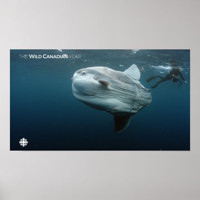 Mola Mola Poster (Front)