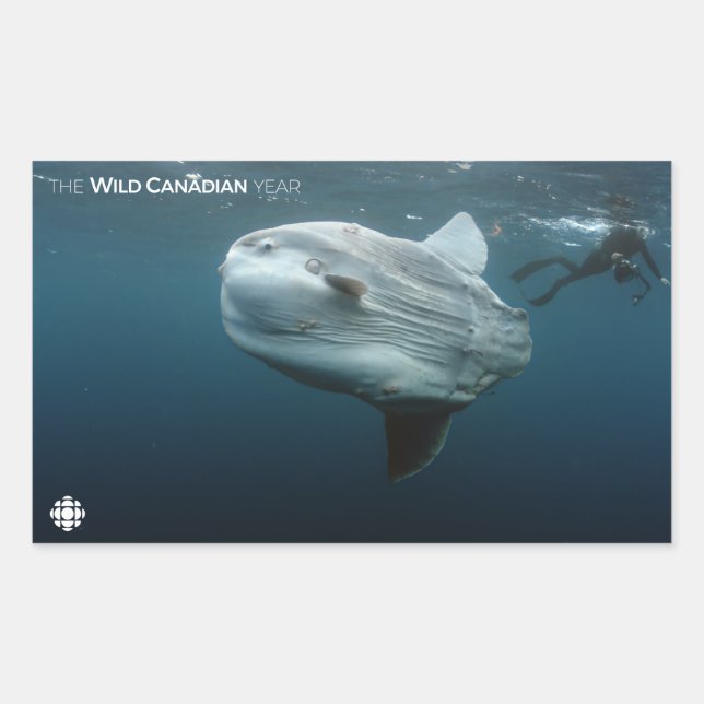 Mola Mola Sticker (Front)