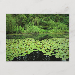 Molalla River State Park, Canby, Oregon Postcard