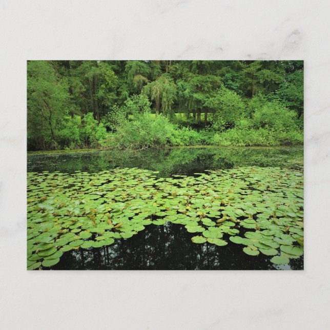 Molalla River State Park, Canby, Oregon Postcard (Front)