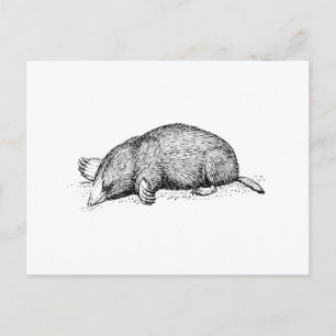 Mole Postcard