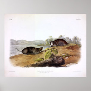 Mole-shaped Pouched Rat, Pocket Gopher, by Audubon Poster