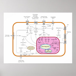 Molecule Signal Transduction Pathways Diagram Poster