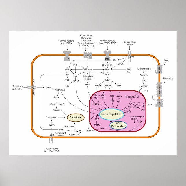 Molecule Signal Transduction Pathways Diagram Poster (Front)