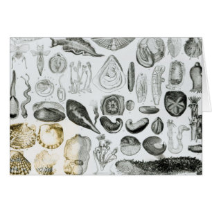Molluscs