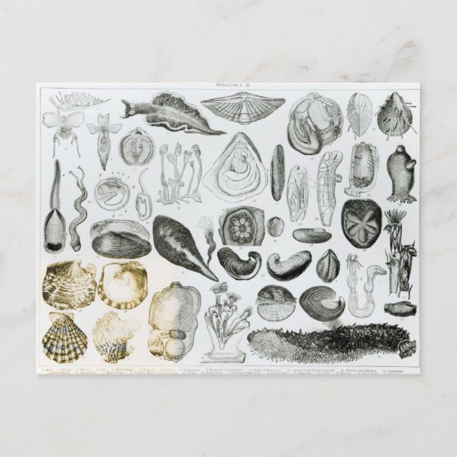 Molluscs Postcard (Front)
