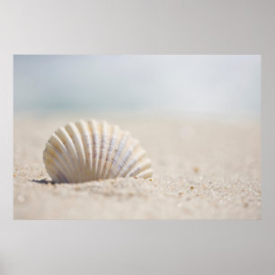 Mollusk Seashell Poster