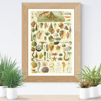 Mollusks Adolphe Millot Illustration