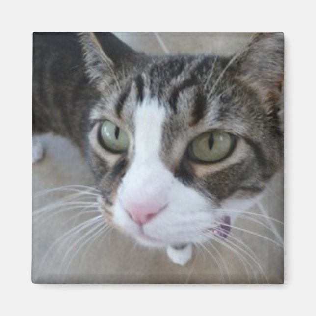 Molly's Watching You Kitty Square Magnet (Front)
