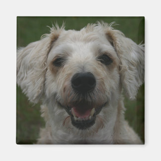 Mollywog the Dog Magnet