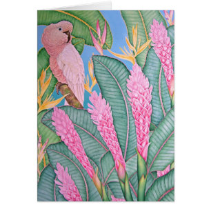 Moluccan Cockatoo