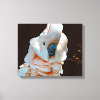 Moluccan Cockatoo Canvas Print