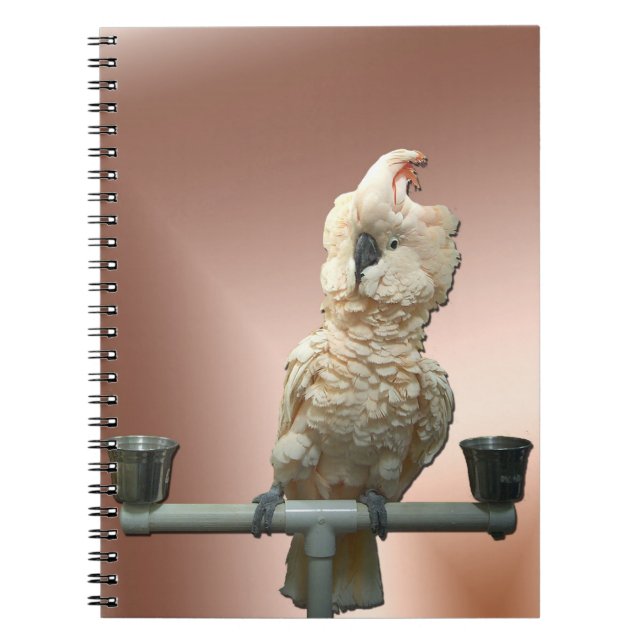 Moluccan Cockatoo Notebook (Front)