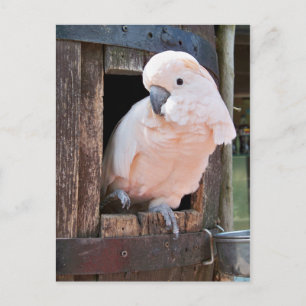 Moluccan Cockatoo Postcard