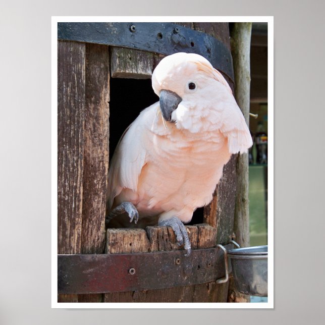 Moluccan Cockatoo Poster (Front)