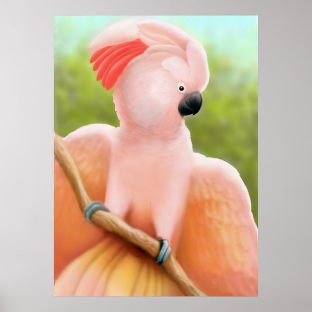 Moluccan Cockatoo Poster (Front)