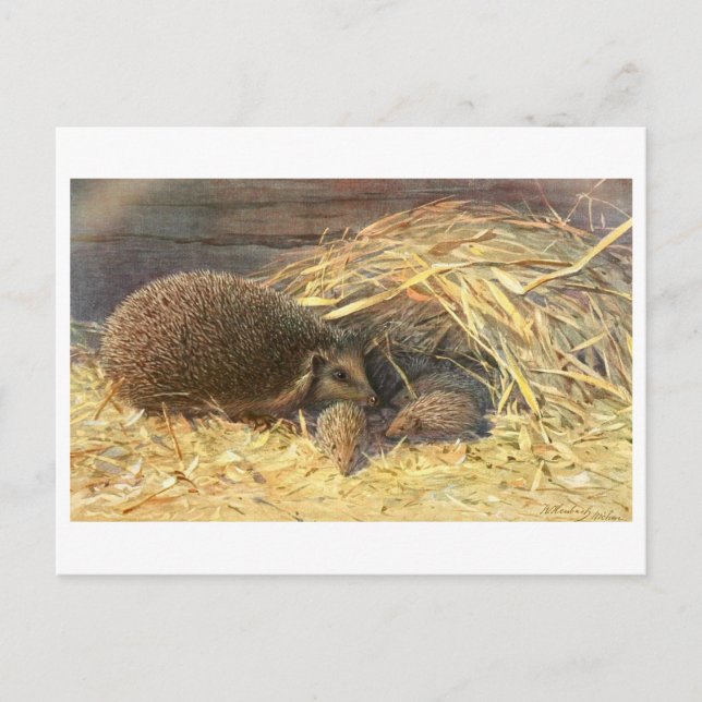 Mom and Babies Hedgehog Vintage Postcard (Front)