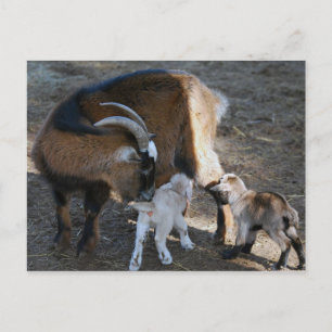 Mom and Babies Postcard