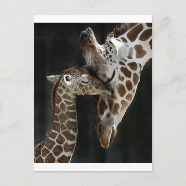 Mom and Baby Giraffe Cuddle Postcard (Front)