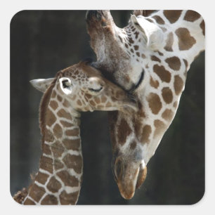 Mom and Baby Giraffe Cuddle Square Sticker