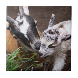 Mom and Baby Goat Tile