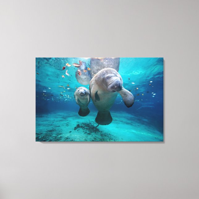 Mom And Baby Manatee (Three Sisters Springs) Canvas Print (Front)