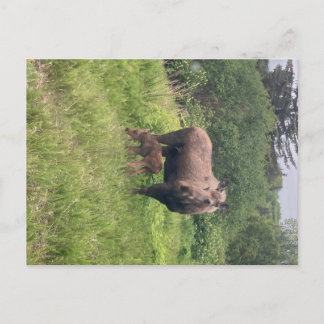 Mom And Baby Moose Postcard