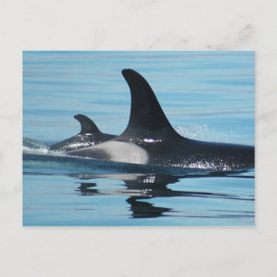 Mom and Baby Orca Postcard