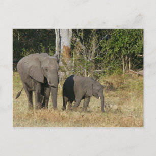Mom and Happy Elephant Calf Postcard
